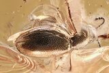 Detailed Silken Fungus Beetle (Atomaria) in Baltic Amber #284708-1